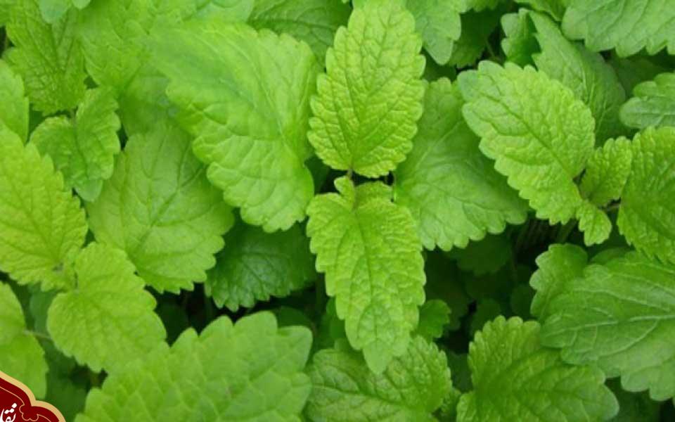بهترین سوغات ارومیه 11 عرق بادرنجبویه ارومیه